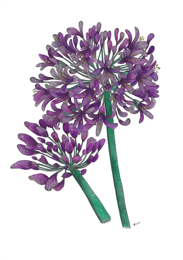 Agapanthus