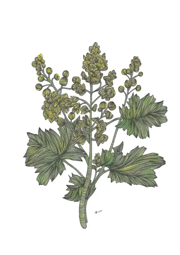 Lady's Mantle Alchemilla