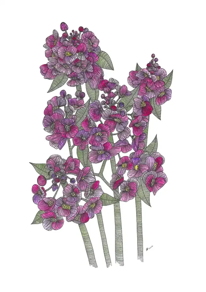 Sweet Alyssum